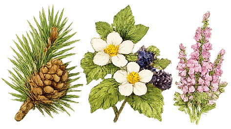 Blätter und Blüten als Motiv für Wald- und Blütenhonig